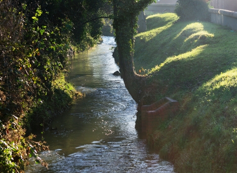 Love Your River Chelt Gloucestershire Wildlife Trust